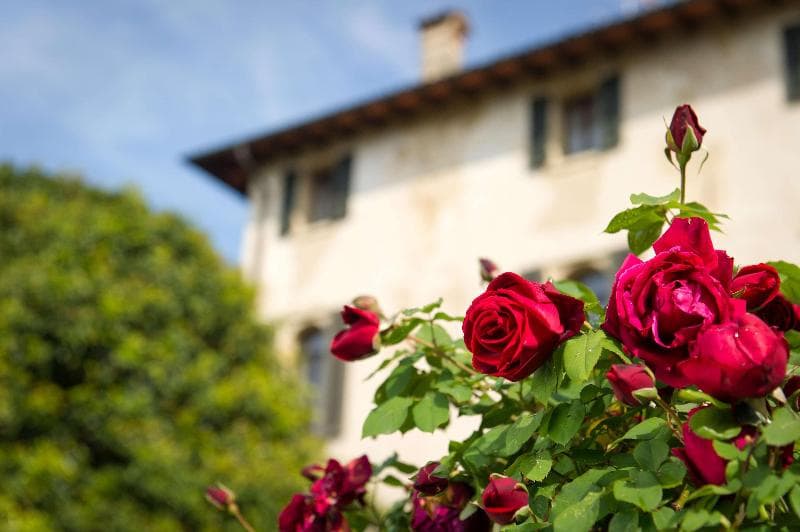 Villa Cipriani image 2