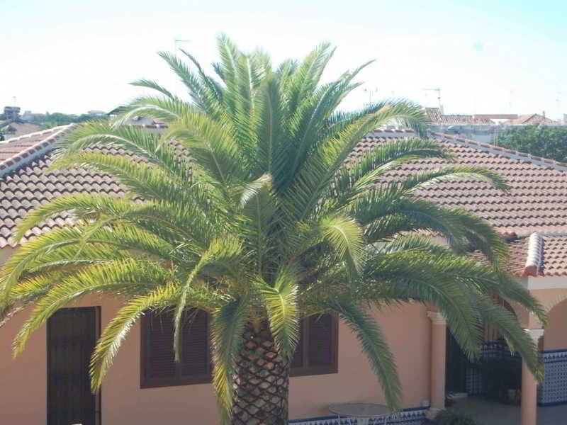 Hotel Matalascañas image 2