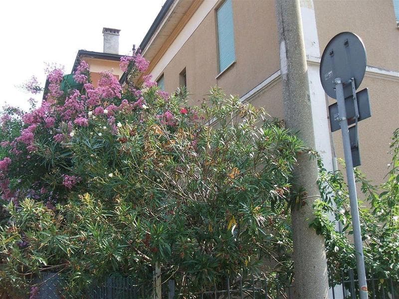 B&B Accorsi image 2