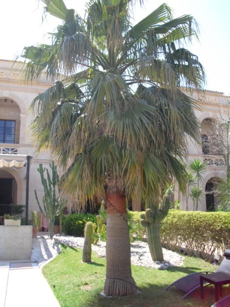 Sant Salvador image 2